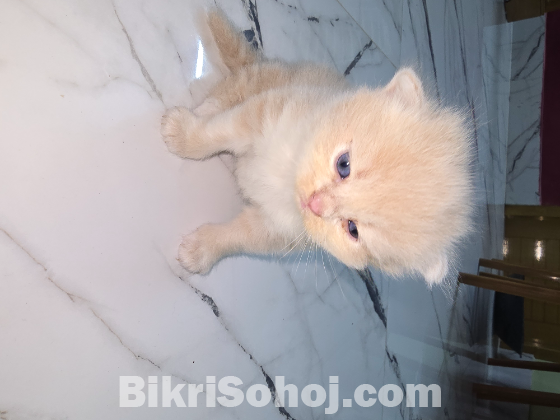 Traditional persian exotic bloodline (booking)